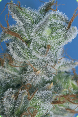 burmese_kush_seeds.jpg