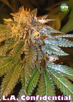 cannabis_seeds_dna_genetics_laconfidential.jpg