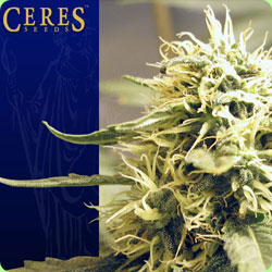 ceres_seeds_ceres_kush.jpg