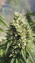 kandy_kush1.jpg