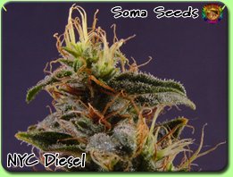 products_cannabis_seeds_soma_seeds_nyc_diesel1.jpg