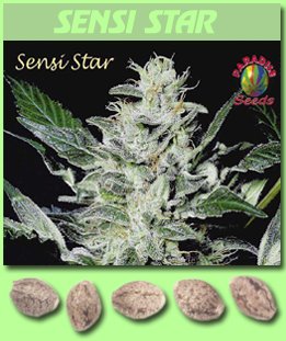 products_seeds_paradise_sensi_star.jpg