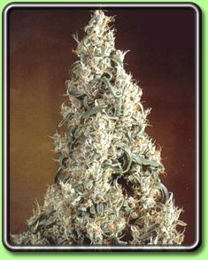 products_seeds_sensi_jack_flash.jpg