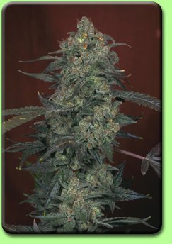 products_seeds_serious_ak47.jpg