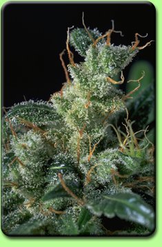 products_seeds_serious_kali_mist.jpg