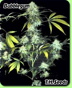 products_seeds_thseeds_bubblegum.jpg