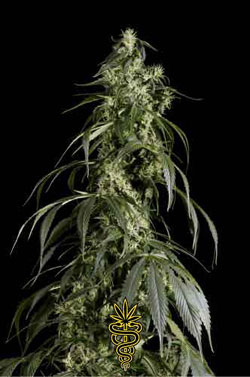 seeds_greenhouse_arjans_haze.jpg