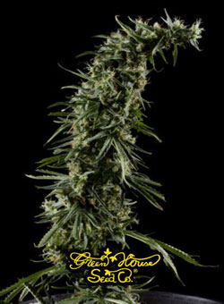seeds_greenhouse_hawaiian_snow.jpg