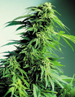 sensi_seeds_hindu_kush_indoor.jpg