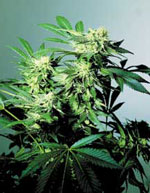 sensi_seeds_skunk_kush_indoor.jpg
