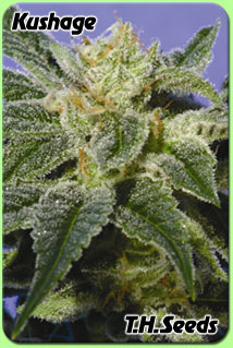 th_seeds_cannabis_seeds_kushage.jpg