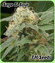 th_seeds_cannabis_seeds_sage_sour.jpg